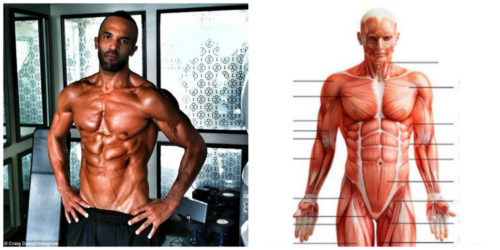 Craig David Human Muscles